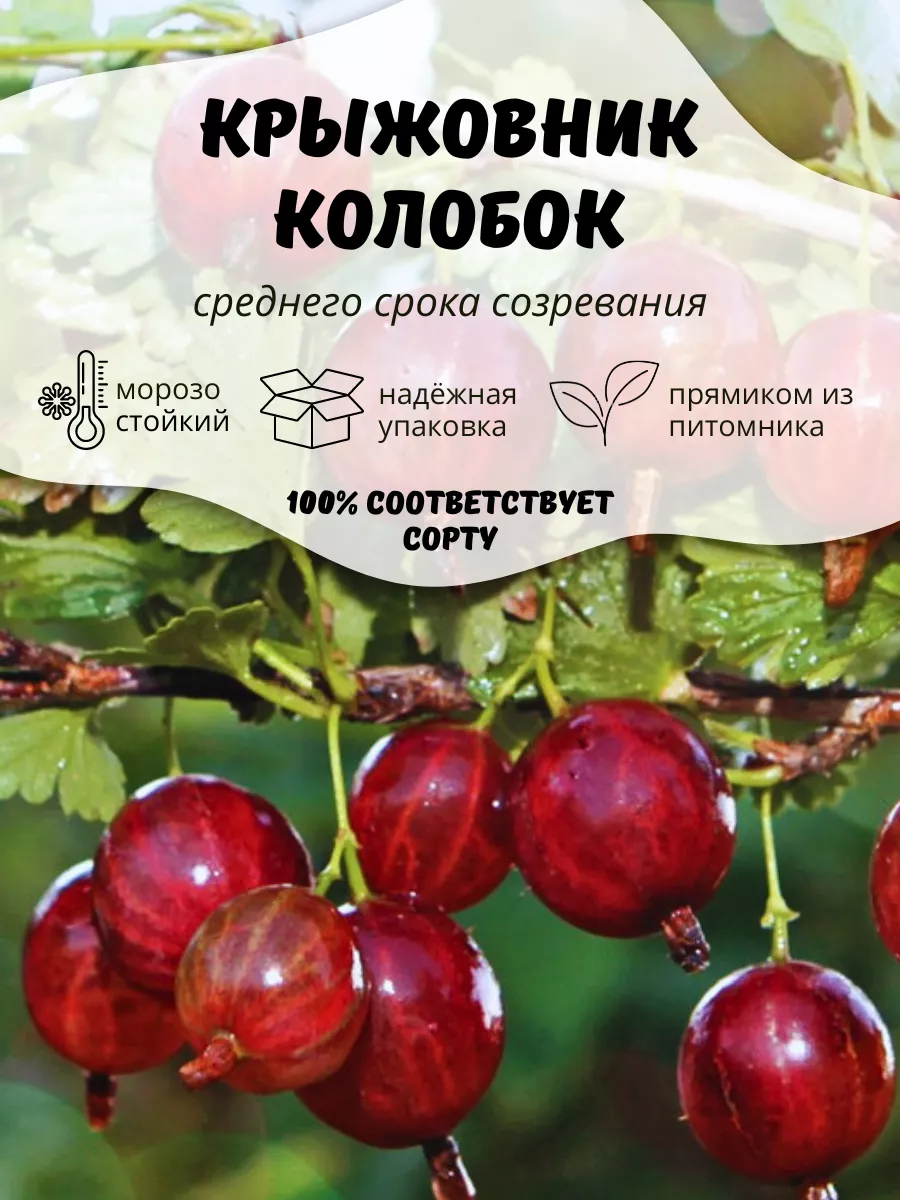 Саженцы Крыжовник ОНЛАЙН САД 204626574 купить в интернет-магазине  Wildberries