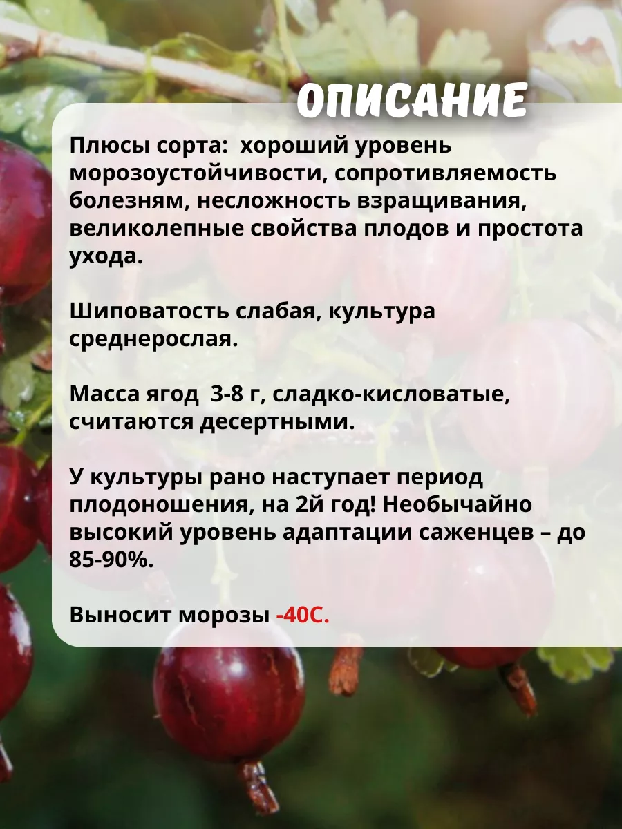 Саженцы Крыжовник ОНЛАЙН САД 204626574 купить в интернет-магазине  Wildberries