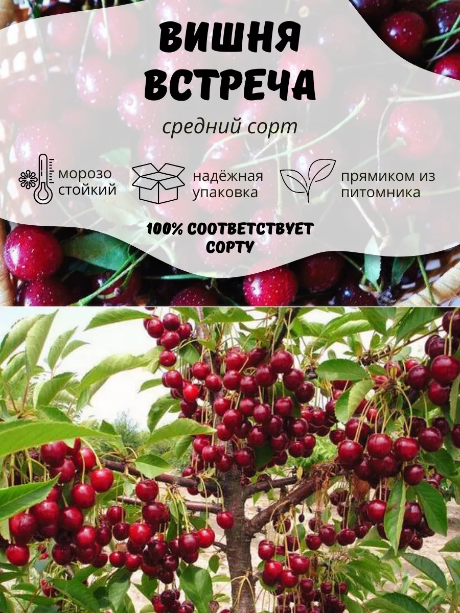 Саженцы Вишня Встреча