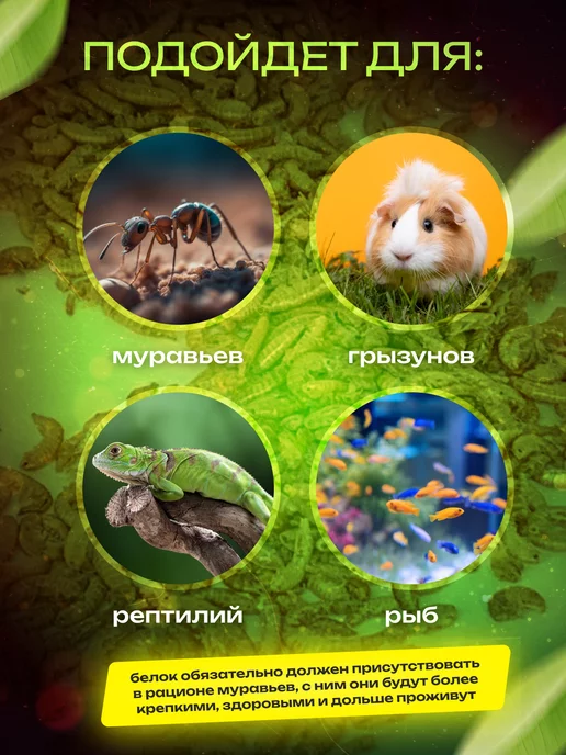 LUCKY ANT Белковый корм для муравьев, вариант, фото 4