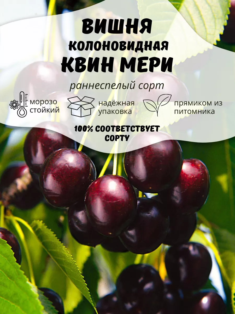Саженцы Вишня...