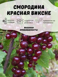 Саженцы Смородина Красная Виксне ОНЛАЙН САД 205554674 купить за 286 ₽ в интернет-магазине Wildberries