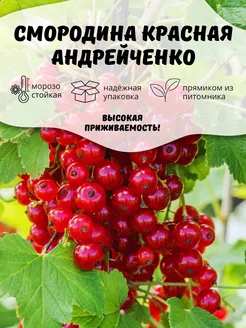 Саженцы Смородина Красная Андрейченко ОНЛАЙН САД 205554676 купить за 274 ₽ в интернет-магазине Wildberries