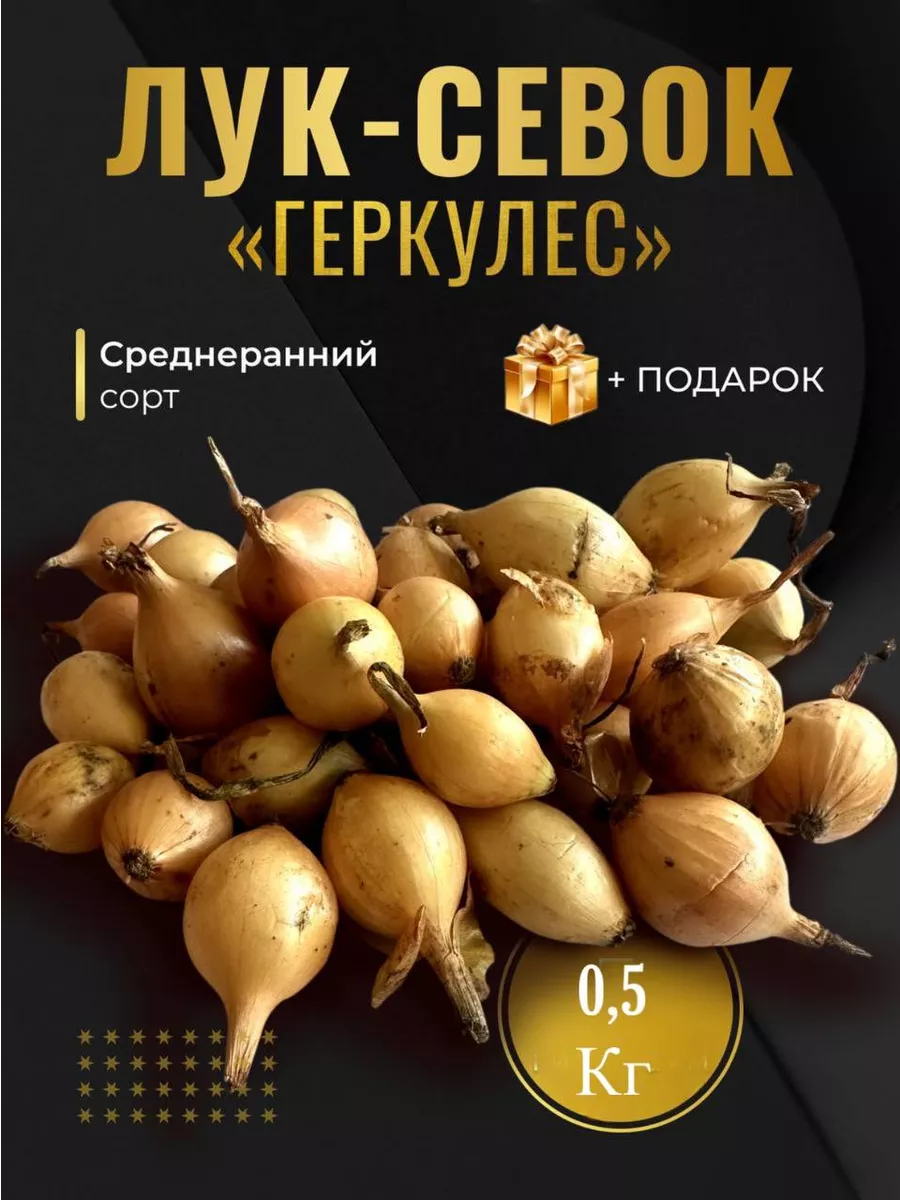 Лук севок на посадку...