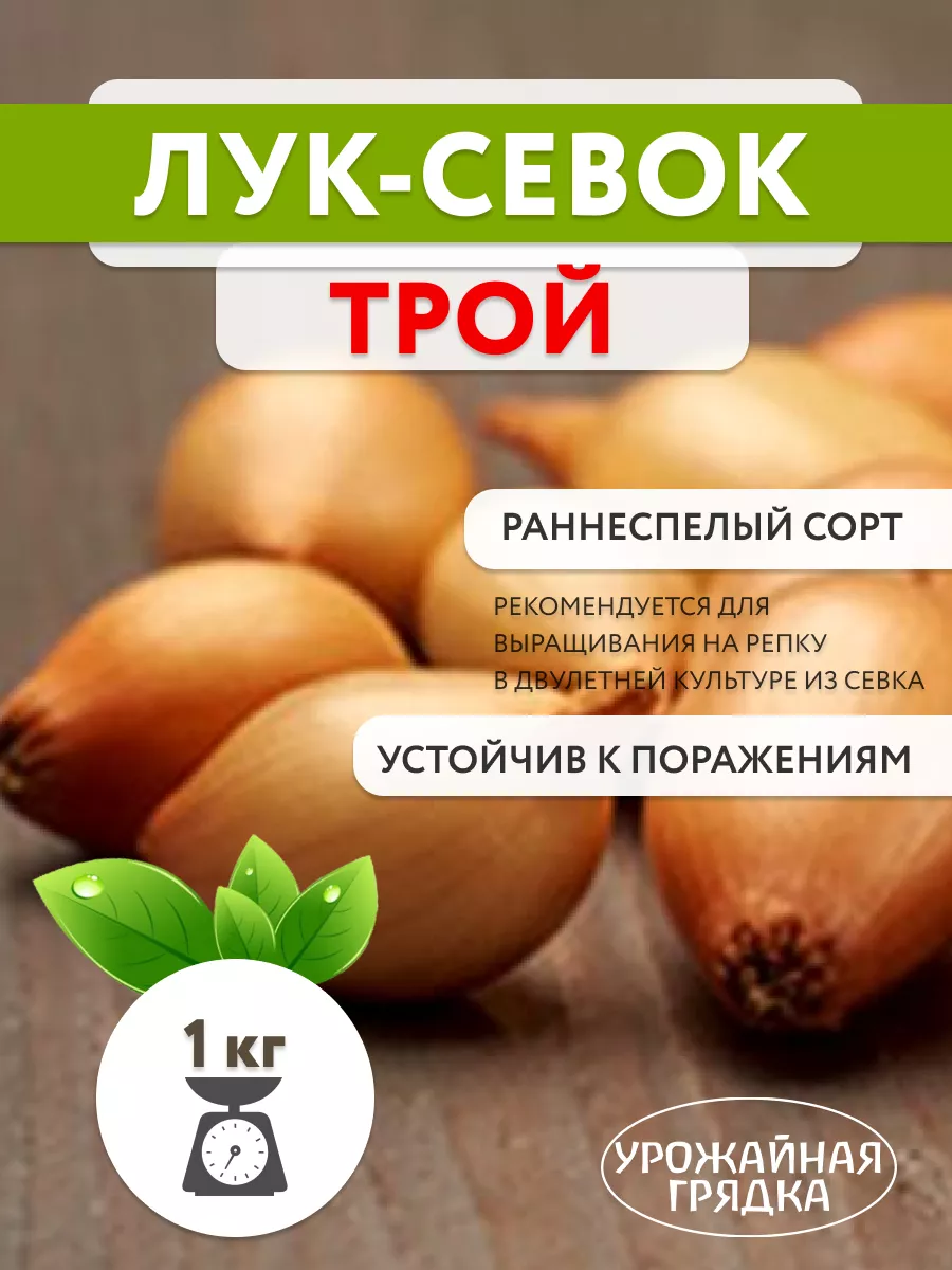 Лук севок из голландии. Лук коррадо. ). Лук-севок жёлтый центурион. Озимый лук троя описание отзывы.