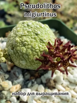 Pseudolithos migiurtinus набор для выращивания суккулентов Стильные горшочки 205634348 купить за 478 ₽ в интернет-магазине Wildberries