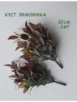 Куст лимонника 205669059 купить за 266 ₽ в интернет-магазине Wildberries