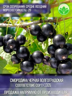 Саженцы Чёрная Смородина Волгоградская Крымский Питомник Растений 205850829 купить за 248 ₽ в интернет-магазине Wildberries