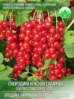 Саженцы Красная Смородина Сахарная Крымский Питомник Растений 205852840 купить за 257 ₽ в интернет-магазине Wildberries