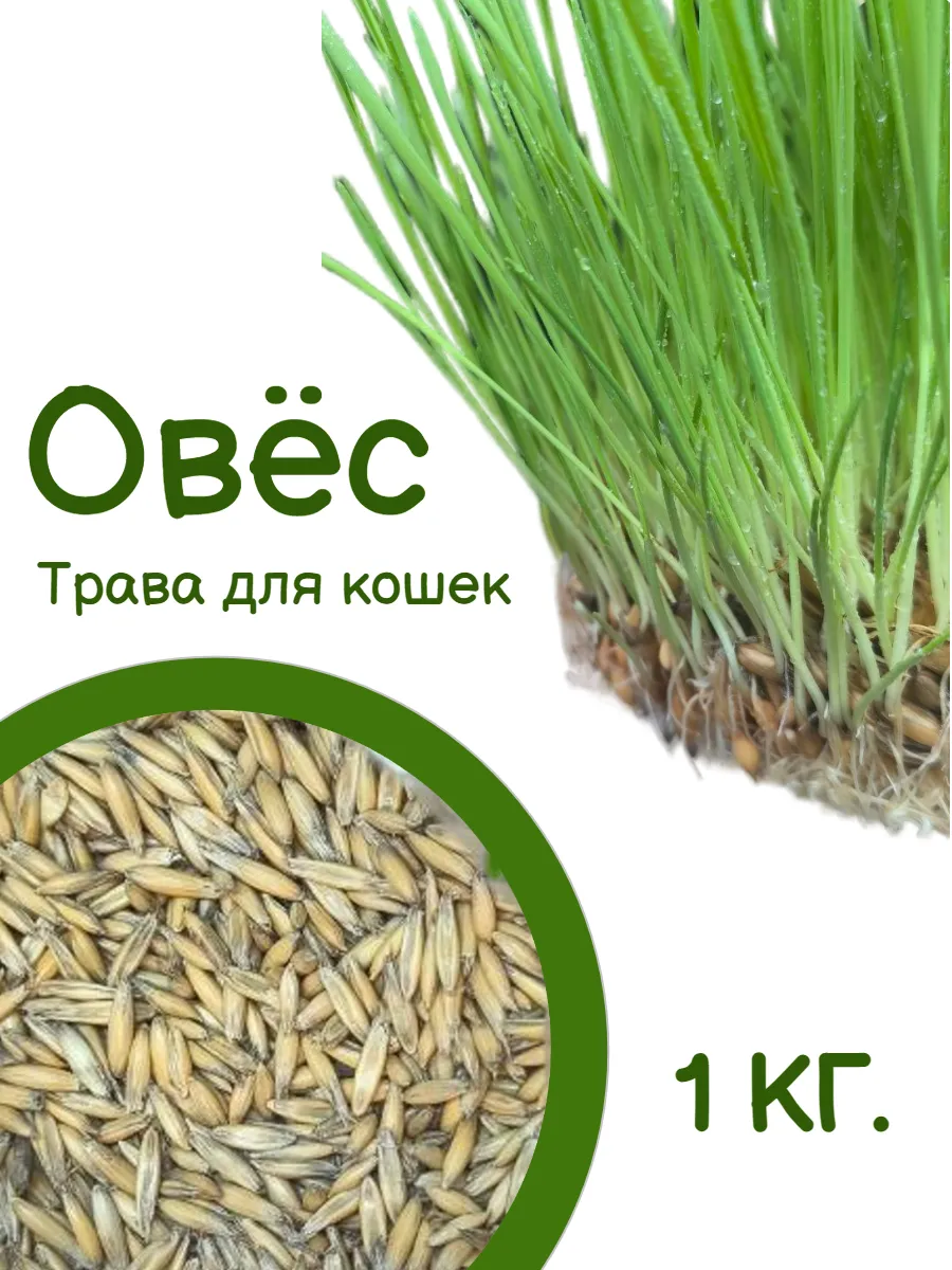 Овес для кошек 1 кг