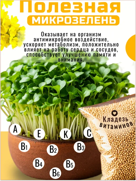 БЕРИМИР Горчица белая - семена 1 кг, 1 кг, фото 3