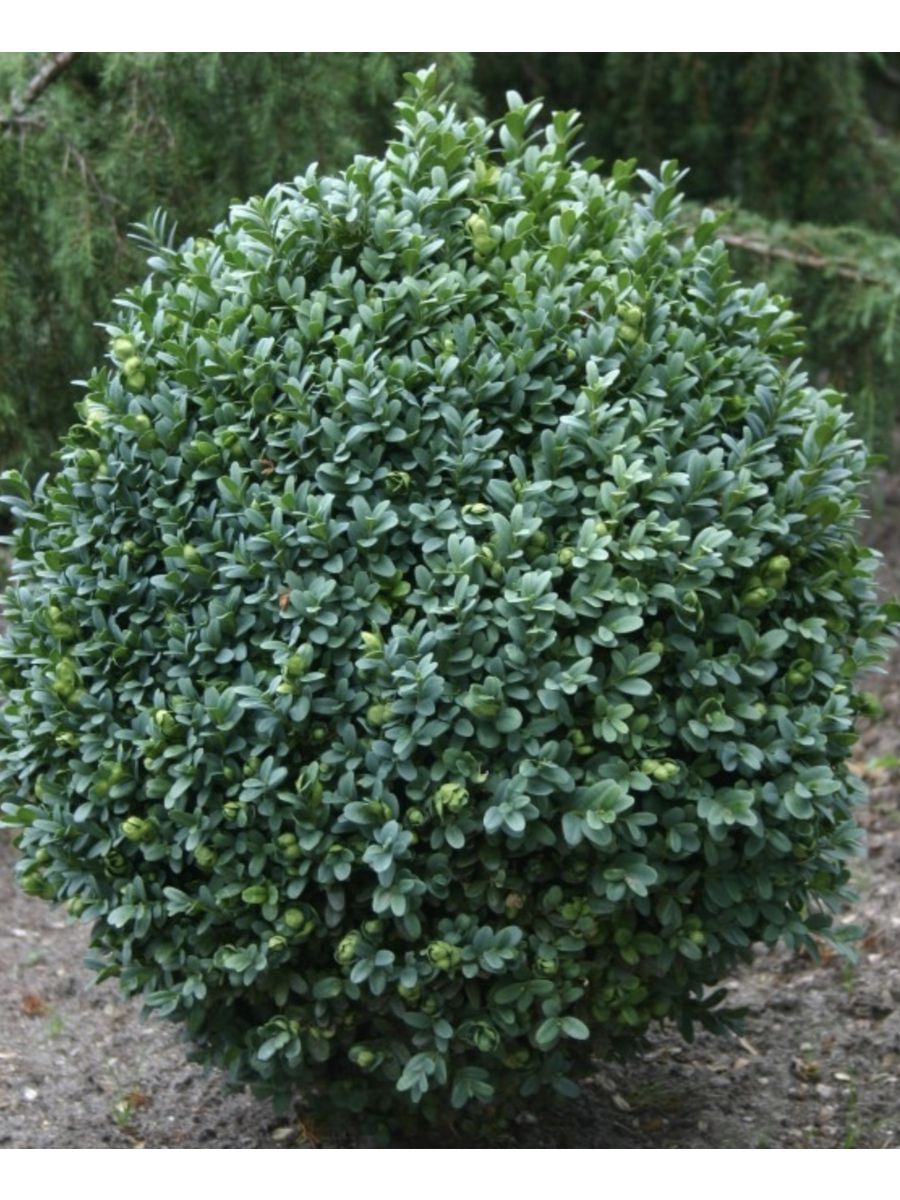 Самшит Buxus. Самшит вечнозеленый Buxus sempervirens. Вечнозеленый самшит самшит Buxus sempervirens. Самшит вечнозеленый Блауэр Хайнц.