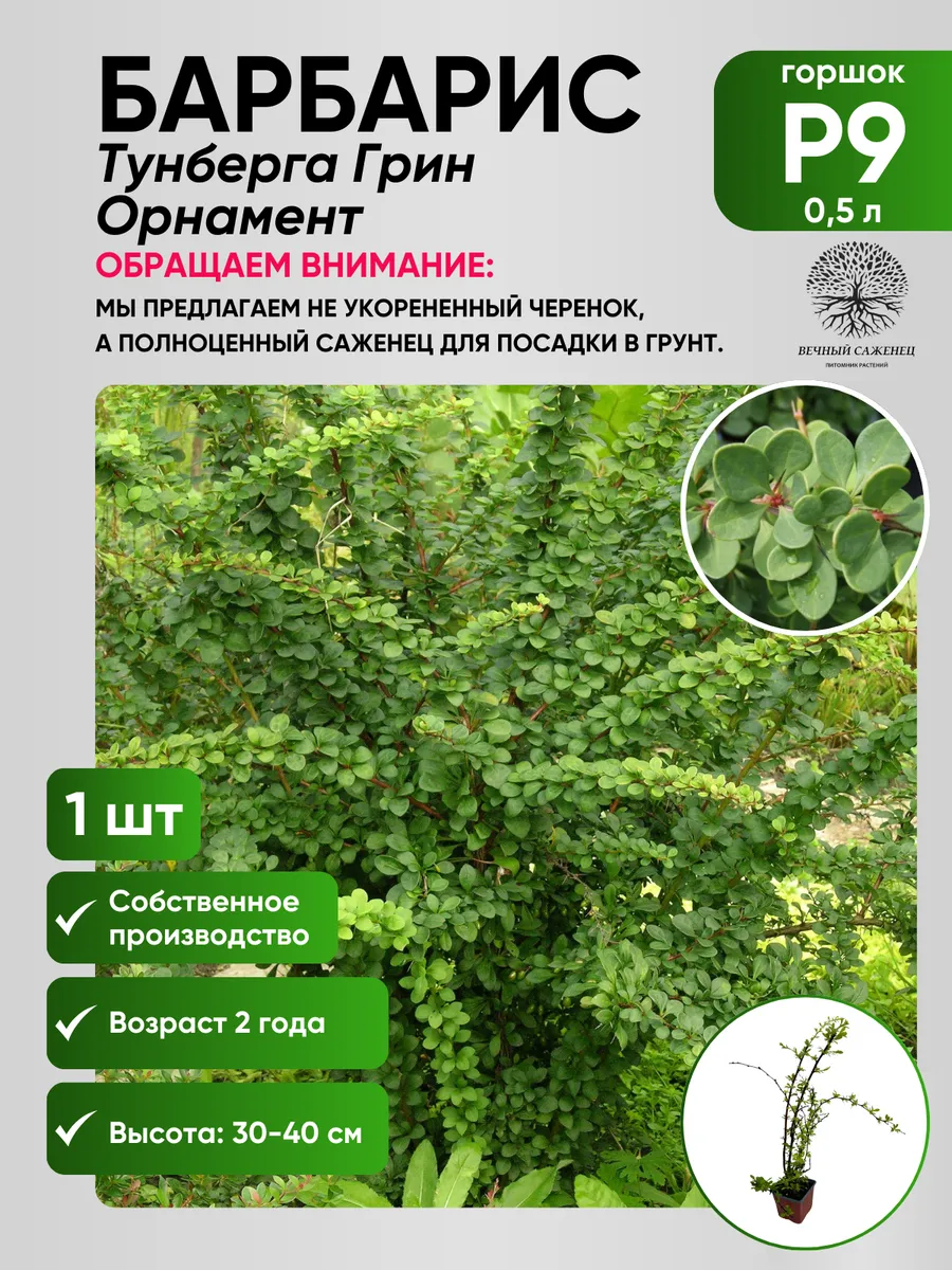 Барбарис Тунберга Грин...