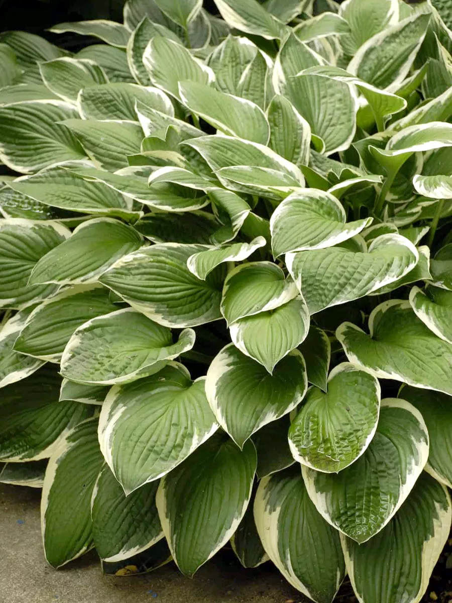 Hosta home. Hosta home. Хоста вздутая (hosta ventricosa). Хоста аурео макулата. Хоста "undulata erromena".