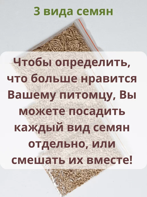 Золотые лапы Трава для кошек набор для выращивания, золотой, фото 7