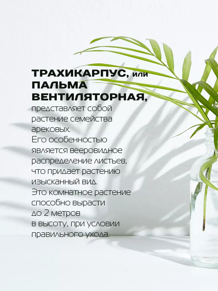 Саженец Пальмы Трахикарпус 1 шт Green Organic 206401741 купить за 396 ₽ в  интернет-магазине Wildberries