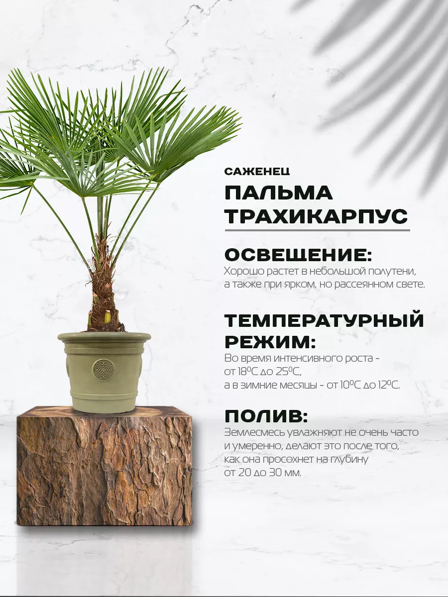 Саженец Пальмы Трахикарпус 1 шт Green Organic 206401741 купить за 396 ₽ в  интернет-магазине Wildberries