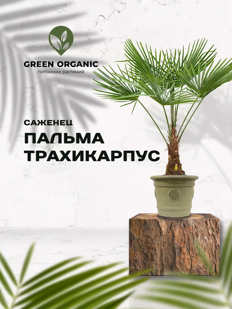 Саженец Пальмы Трахикарпус 1 шт Green Organic 206401741 купить за 396 ₽ в  интернет-магазине Wildberries