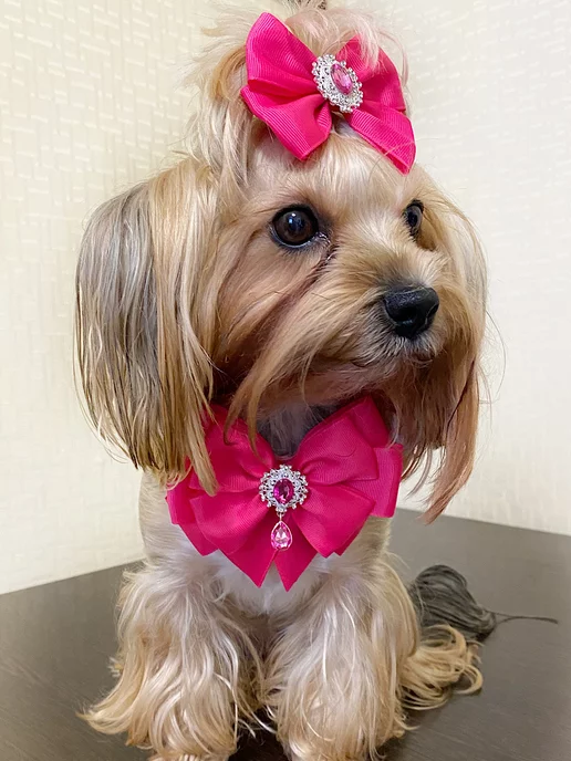 Бант на шею для собак с РАДУЖНОЙ расцветкой, с большим бантом ❤️ Pets Shop