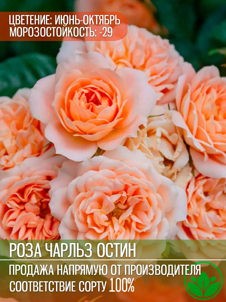 Роза Английская Чарльз...