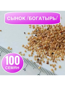 Картофель Сынок, Богатырь (семена ботанические), 100шт садовый двор 206482825 купить за 491 ₽ в интернет-магазине Wildberries