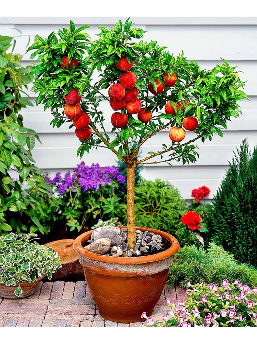 Плодовые домашние. Персик Штайнберг колоновидный. Штамбовое дерево персик. Нектарин дерево. Дерево нектарин бонсай.