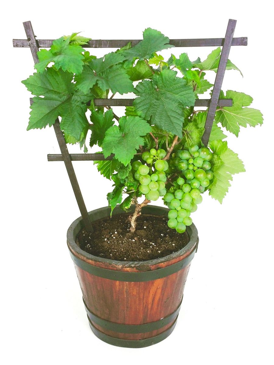 Посадить виноград в горшке. Каскад для винограда. Винограда Pixie grape. Виноград виноград Урум.