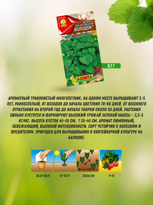 Агрофирма АЭЛИТА Семена мяты многолетней и мелиссы 6 шт, 6 шт, фото 6