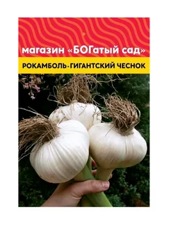 Чеснок Рокамболь, семена-детки, 10шт. 206835623 купить за 211 ₽ в интернет-магазине Wildberries