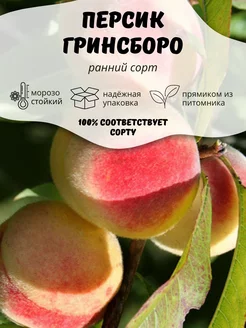 Саженцы Персик Гринсборо ОНЛАЙН САД 207178878 купить за 306 ₽ в интернет-магазине Wildberries