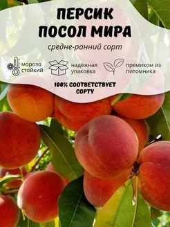 Саженцы Персик Посол Мира ОНЛАЙН САД 207178883 купить за 278 ₽ в интернет-магазине Wildberries