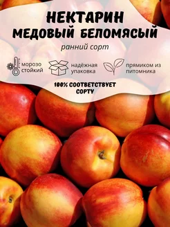 Саженцы Нектарин Медовый Беломясый ОНЛАЙН САД 207178885 купить за 296 ₽ в интернет-магазине Wildberries