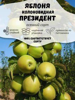 Саженцы Яблоня колоновидная Президент ОНЛАЙН САД 207190062 купить за 411 ₽ в интернет-магазине Wildberries