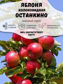 Саженцы Яблоня колоновидная Останкино ОНЛАЙН САД 207190063 купить за 411 ₽ в интернет-магазине Wildberries