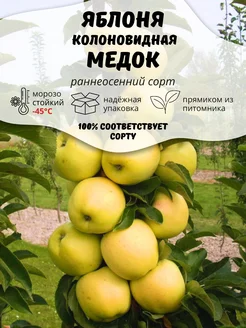 Саженцы Яблоня колоновидная Медок ОНЛАЙН САД 207190064 купить за 411 ₽ в интернет-магазине Wildberries