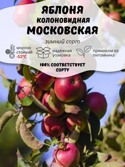 Саженцы Яблоня колоновидная Московская ОНЛАЙН САД 207190065 купить за 411 ₽ в интернет-магазине Wildberries