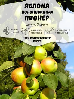 Саженцы Яблоня колоновидная Пионер ОНЛАЙН САД 207190067 купить за 411 ₽ в интернет-магазине Wildberries