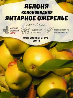 Саженцы Яблоня колоновидная Янтарное Ожерелье ОНЛАЙН САД 207190069 купить за 411 ₽ в интернет-магазине Wildberries