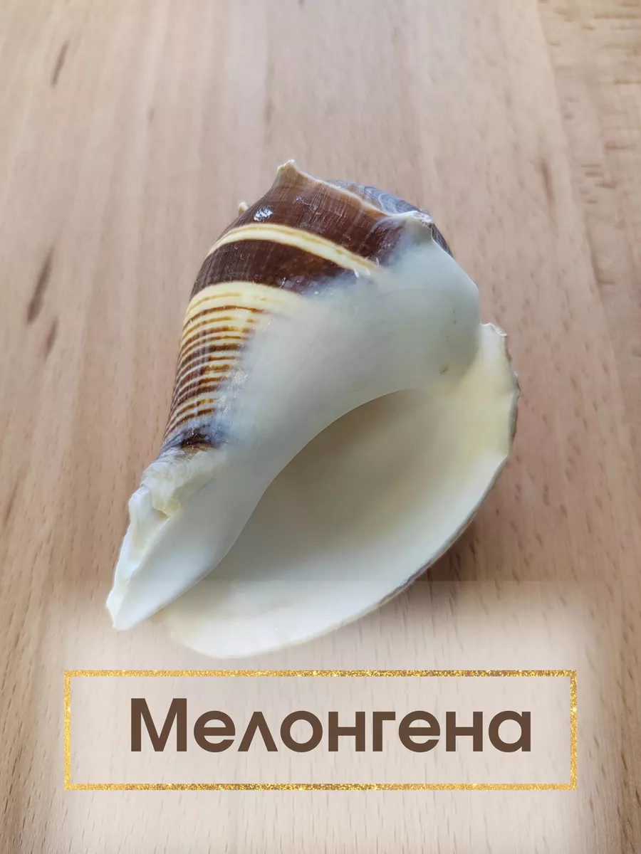 Морская раковина "Мелонгена" Морские сувениры 207583944 купить за 316 ₽ в интернет-магазине Wildberries