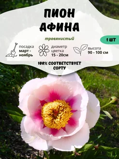 Саженцы Пион Афина ОНЛАЙН САД 207649921 купить за 617 ₽ в интернет-магазине Wildberries