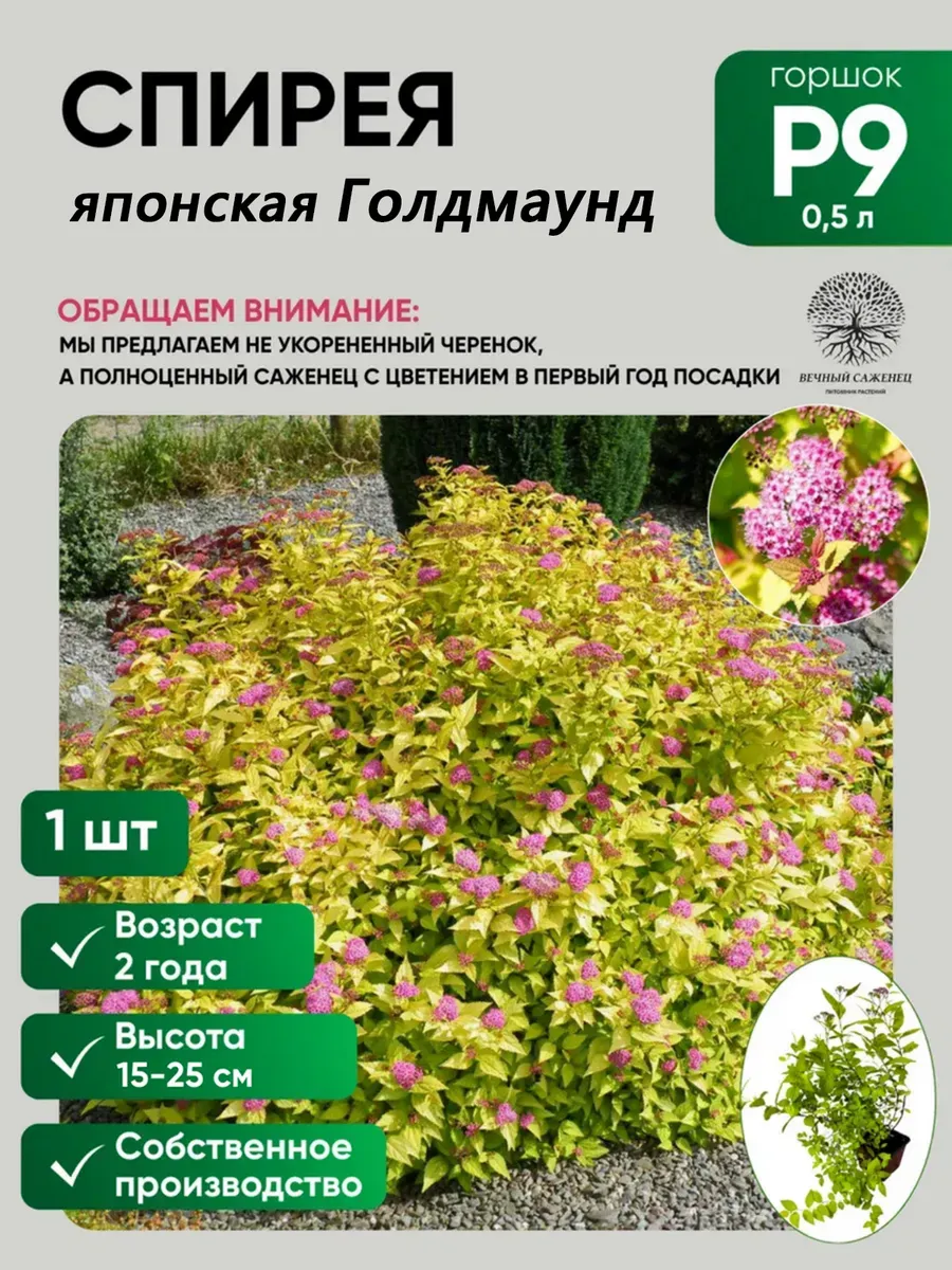 Спирея японская Голдмаунд