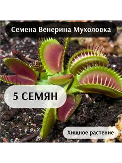 Венерина Мухоловка Семена 5шт K-Lime 207819802 купить за 340 ₽ в интернет-магазине Wildberries