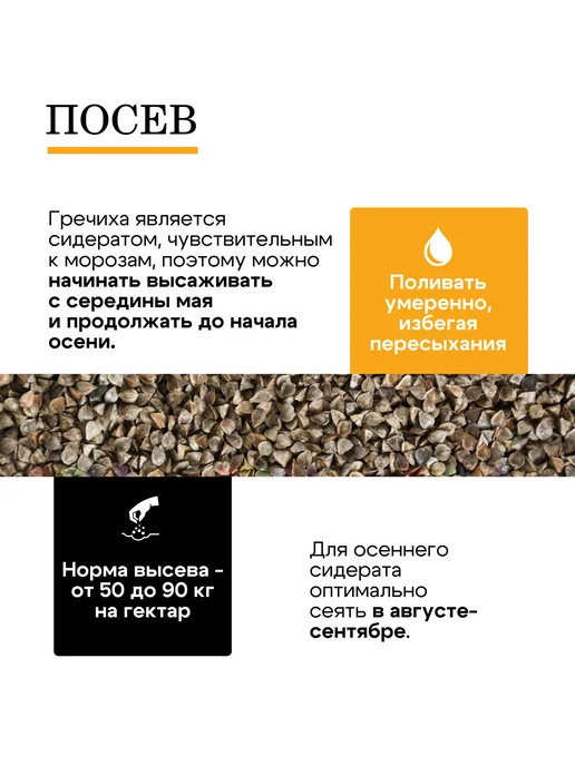 Природа Мёда Гречиха семена сидерат медонос 1 кг, урожай 2025 года, 3 кг, фото 4
