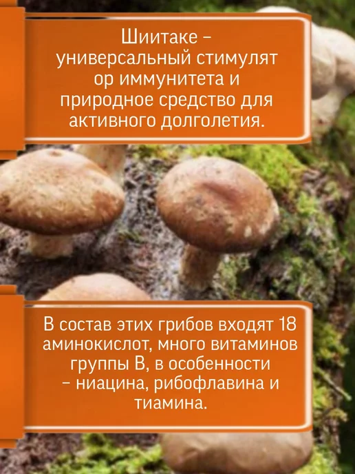 Родник Здоровья Симбиотик Шиитаке для сердца и сосудов, вариант, фото 3