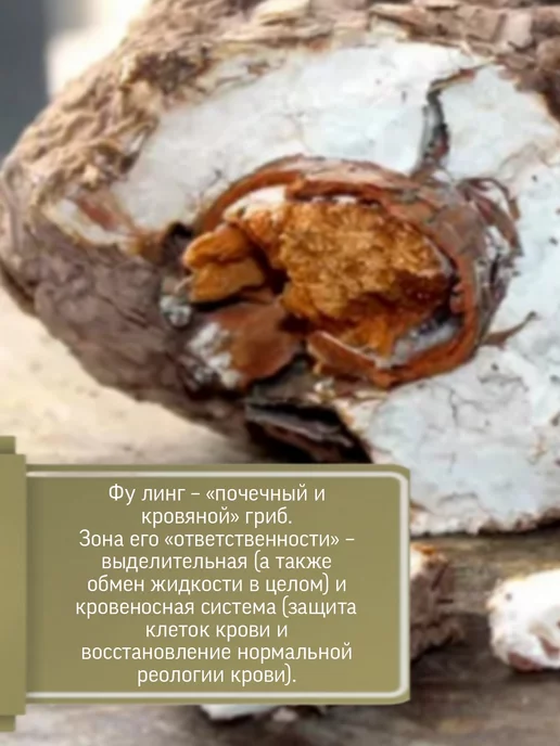 Родник Здоровья Симбиотик ФУ ЛИНГ для почек, вариант, фото 4