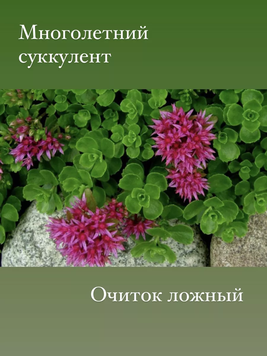 Очиток ложный Соларити...