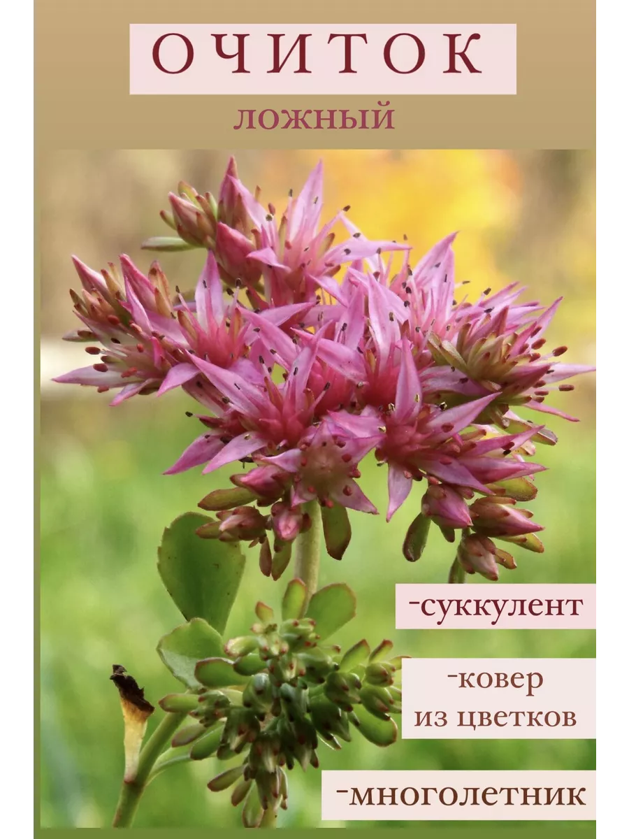 Очиток ложный «Соларити»...