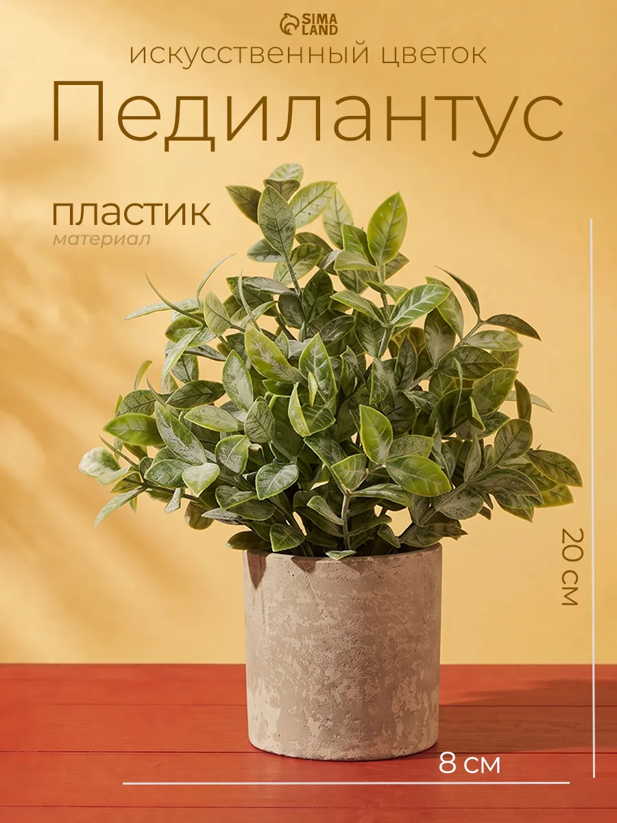 Бонсай в горшке Педилантус