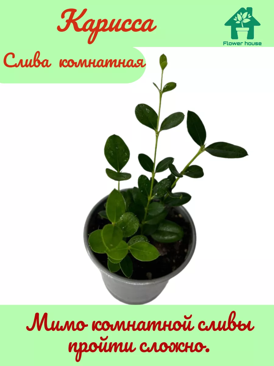 Слив школьница молодые фулл вип школьница 