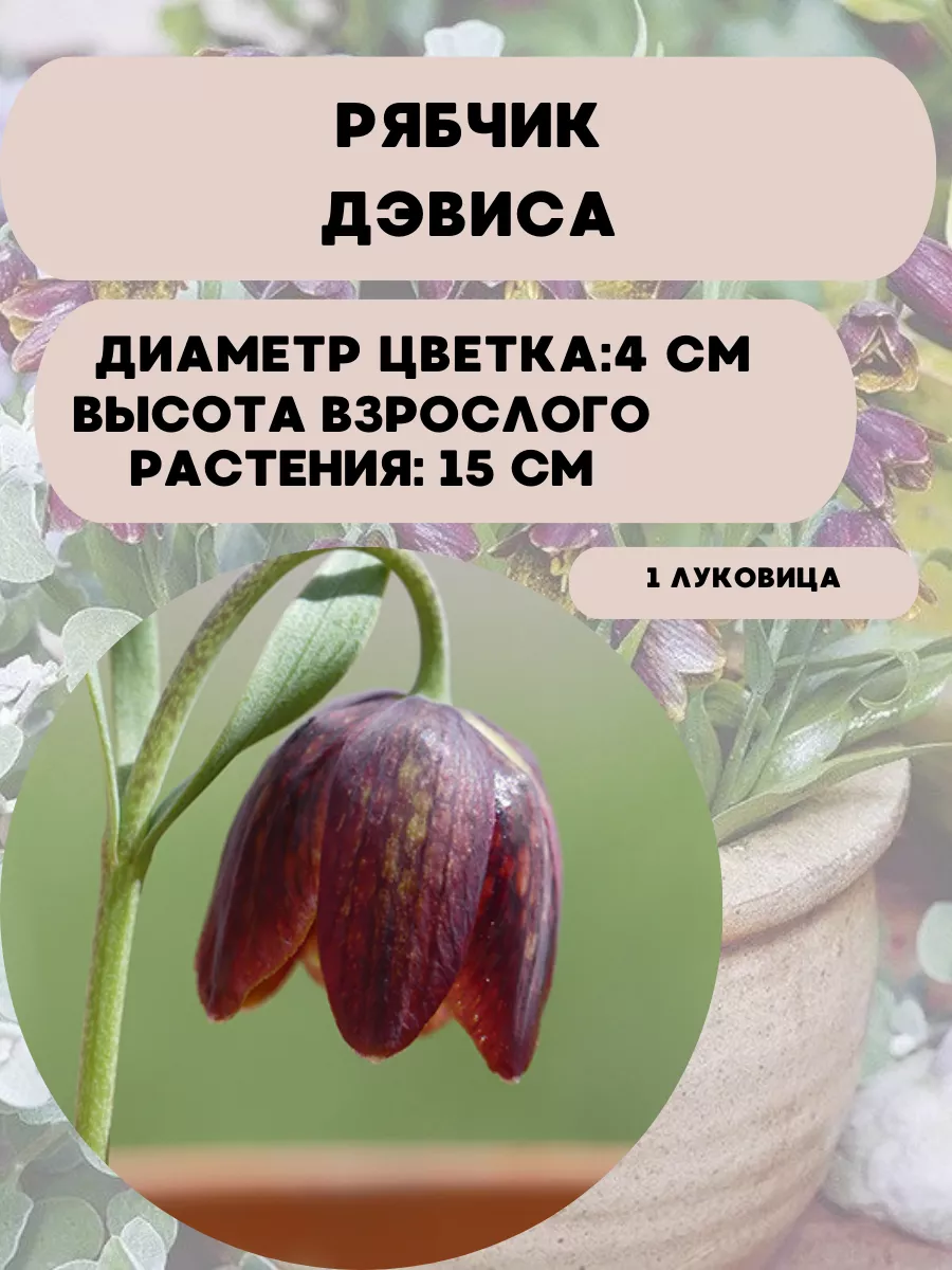 Купить Луковицы Рябчиков Недорого